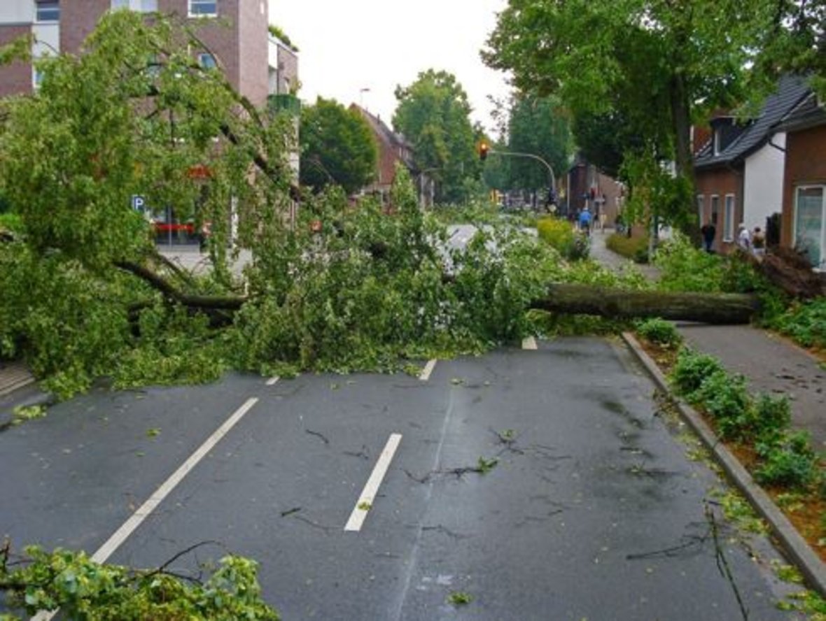 Umgestürzter Baum
